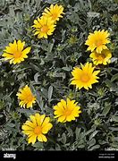 Image result for Asteraceae