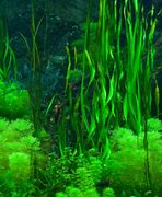 Image result for Algae Biology