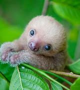 Image result for Albino Baby Sloth