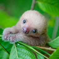 Image result for Baby 3 Toed Sloth