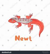 Image result for What's in Newt Letters Capsules