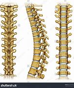 Image result for Dorsal Vertebrae