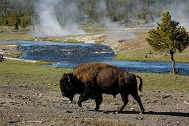 Image result for Wyoming Bison