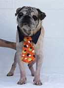 Image result for Snookie the Pug Pug