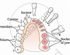 Image result for Thecodont