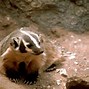 Image result for Us Badger