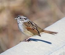 Image result for Swamp Sparrow