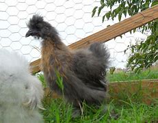 Image result for Cute Silkie Chickens