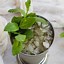 Image result for Mint Julep Cocktail Recipe