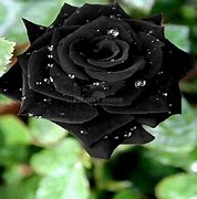 Image result for Black Rose Bushes