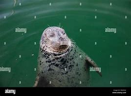 Image result for Fat Round Seal