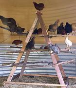 Image result for chicken roost spacing