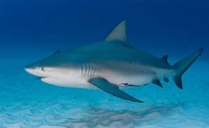 Image result for Bull Shark Pup