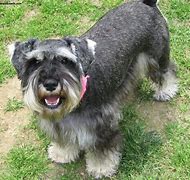 Image result for Miniature Schnauzer