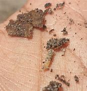 Image result for Maggot Worm