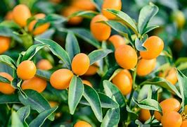 Image result for Kumquat Fruit Tree Fertilizer