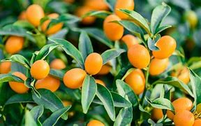 Image result for Kumquat Tree Leaves Images