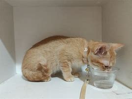 Image result for Kitten Drinking Water