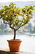 Image result for Citrus Lemon Tree