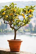 Image result for Lemon Tree Home