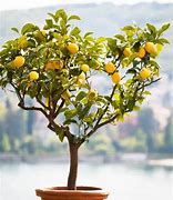 Image result for Pastels Mini Lemon Tree