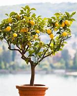 Image result for Lemon Tree Stem