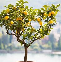 Image result for Mini Lemon Tree Indoor