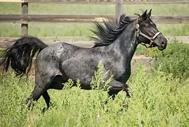 Image result for Blue Roan Horse Saddled