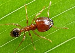 Image result for Ant with Big Head