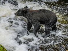 Image result for Black Bear Catch Fish