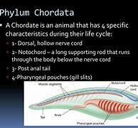 Image result for Subphylum of Chordata