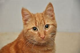 Image result for Orange Striped Tabby Cat