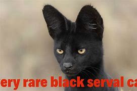 Image result for Black Serval Cat