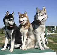 Image result for King Husky