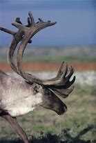 Image result for Female Caribou