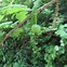 Image result for Growing Berries in Missouri