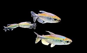 Image result for Congo Tetra