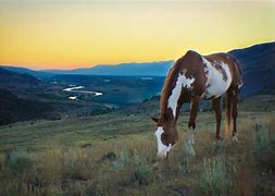 Image result for Beautiful Horse at Sunrise