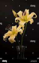 Image result for White Stargazer Lilies