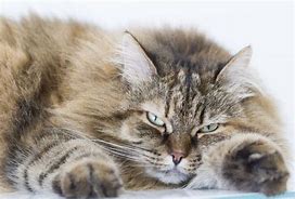 Image result for Brown Mackerel Tabby Kitten