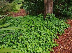 Image result for NZ Alpine Ground Cover