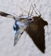 Image result for Tarantula Moth