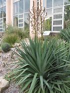 Image result for Yugao Plants