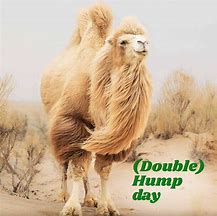 Image result for That Dam Camel Hump Day