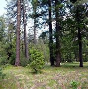 Image result for Fir Forest