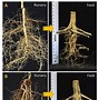 Image result for Citrus Plant Stem