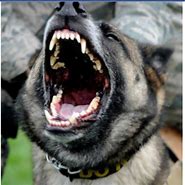 Image result for K9 Police Dogs