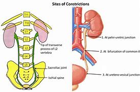 Image result for Ureter Blood Supply