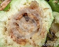 Image result for Guava Fruit Pile