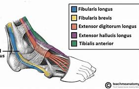 Image result for Tendons Near Lateral Malleolus